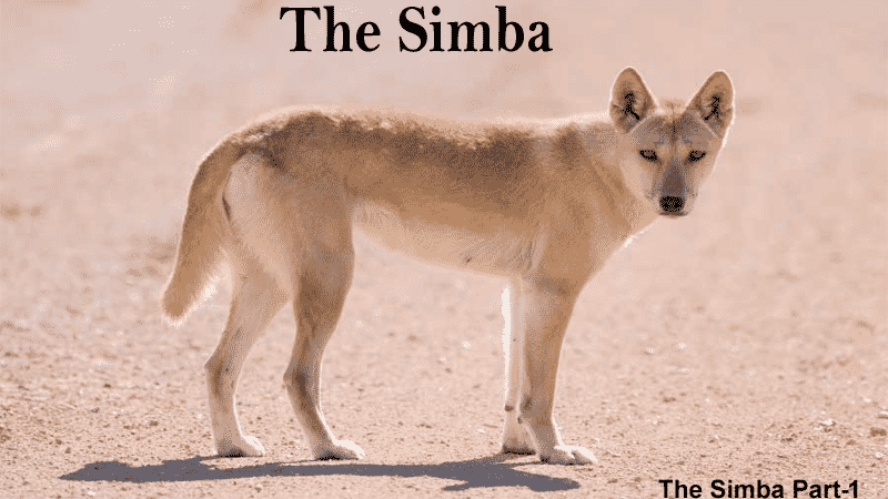Simba The Wild Dog Story Part-1